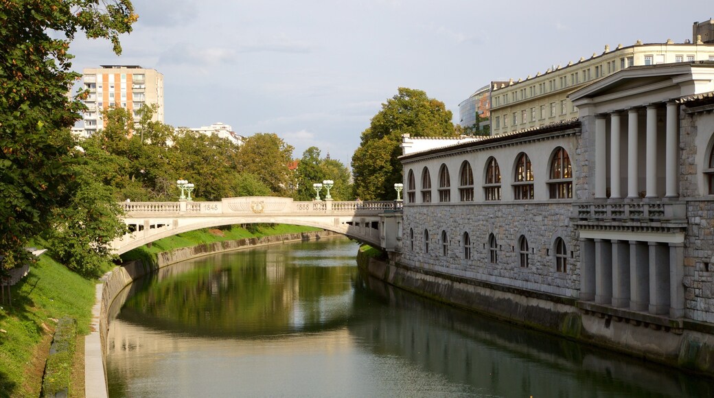 Dragon Bridge showing a city, a bridge and a river or creek