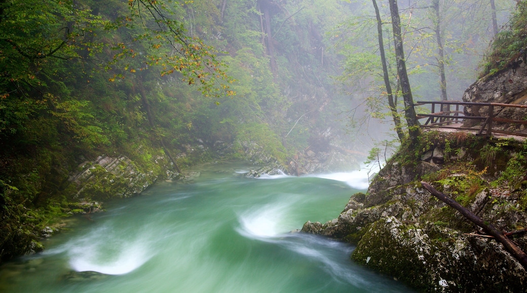Vintgar Gorge showing rainforest, rapids and a lake or waterhole