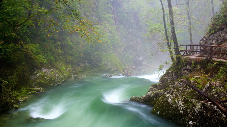 Vintgar Gorge showing rainforest, a lake or waterhole and rapids