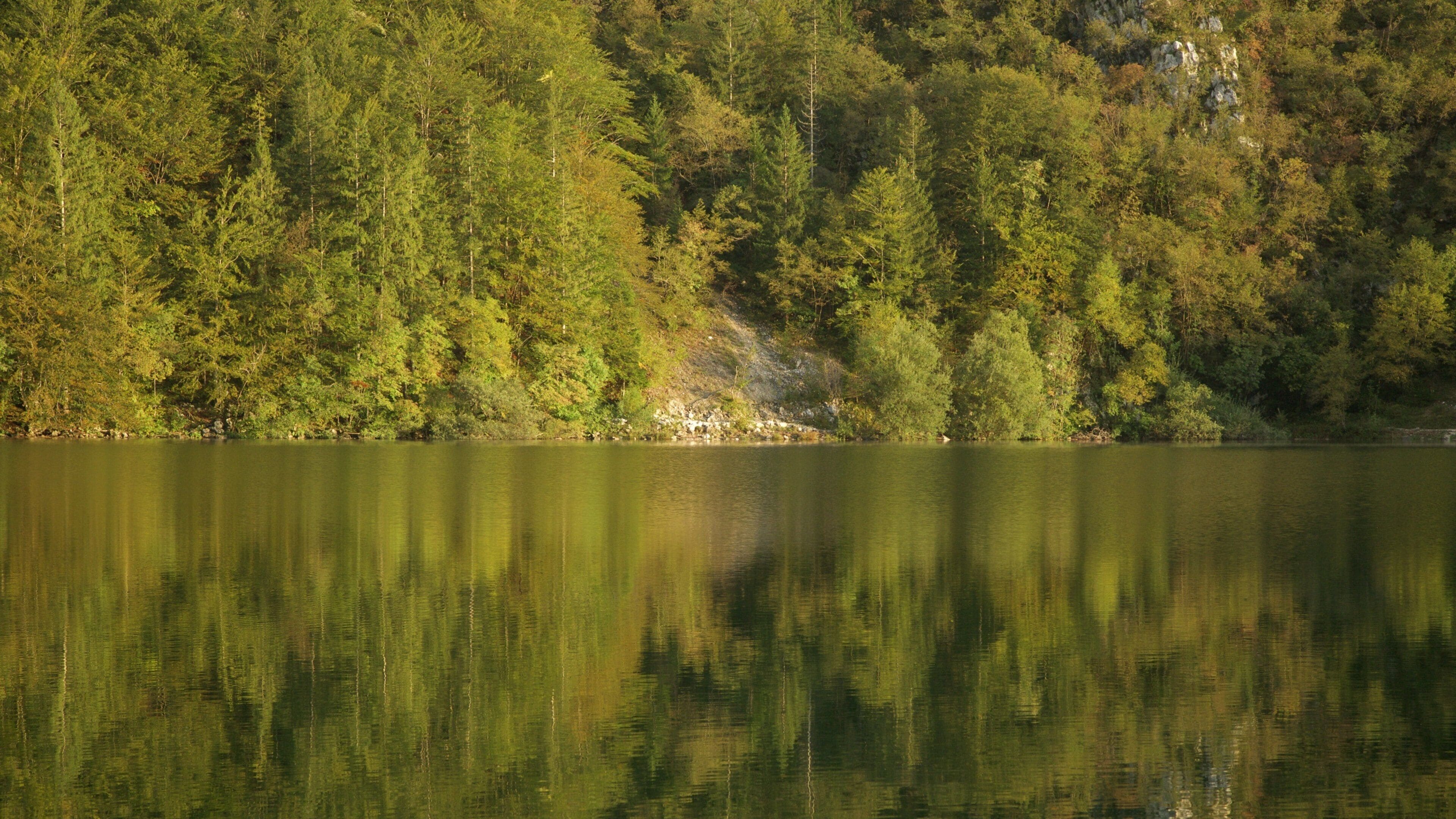 Lac Bohinj mettant en vedette forêts et lac ou étang