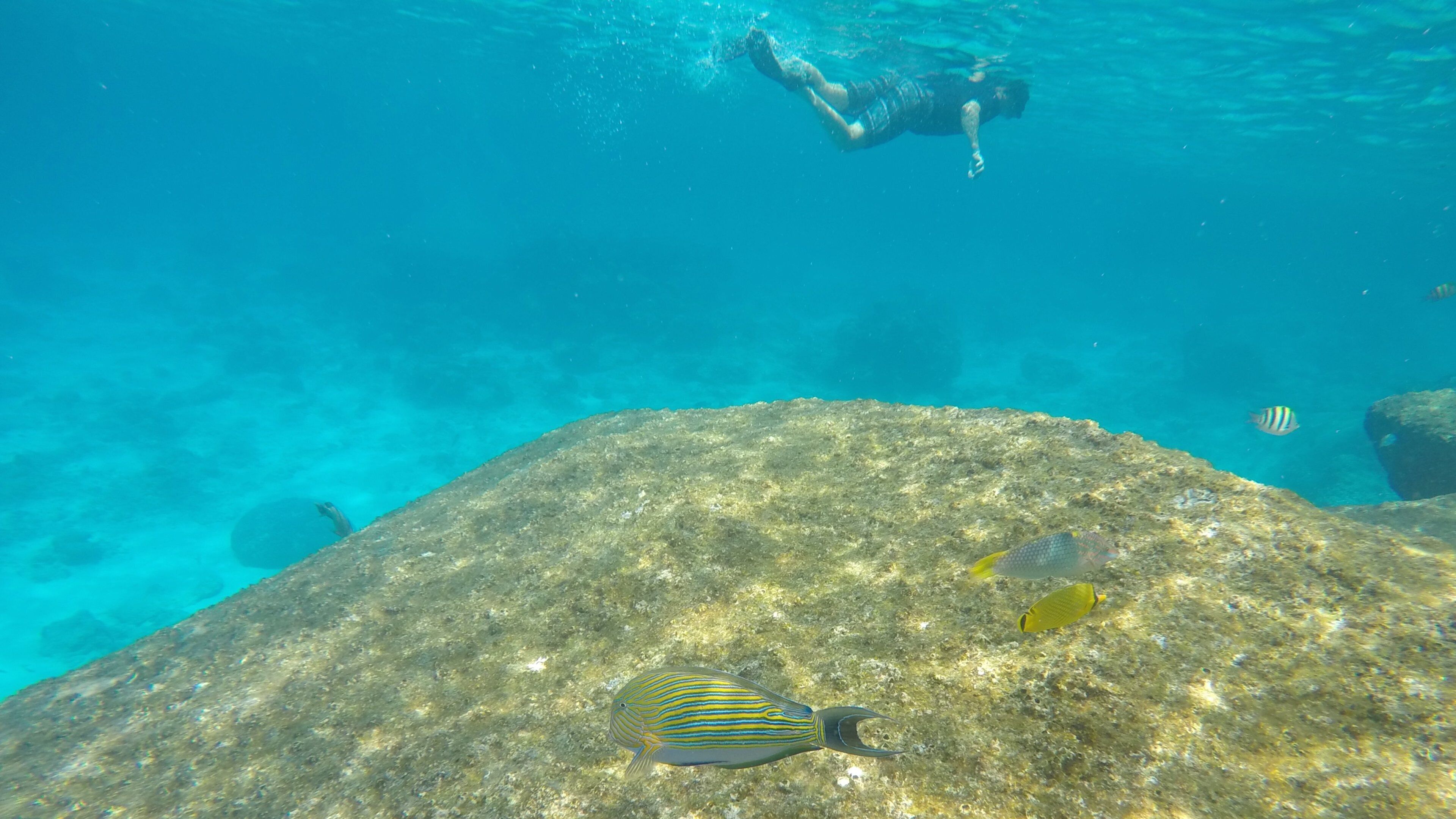 Ko Similan National Park featuring snorkeling and marine life