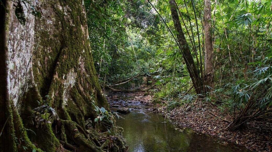 Somewhere in the middle of Kaeng Krachan National Park, in Petchaburi Province, Thailand đčđ. The nature trail is quite a pretty one, though it crosses the same little stream about six times, so itâs wise to wear waterproof boots! You pass some massive buttress-root trees along the way. That wall on the left of the photo isnât a wall - itâs a tree!
#LifeAtExpediaGroup