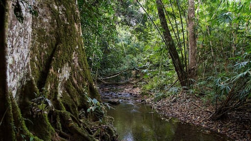 Somewhere in the middle of Kaeng Krachan National Park, in Petchaburi Province, Thailand 🇹🇭. The nature trail is quite a pretty one, though it crosses the same little stream about six times, so it’s wise to wear waterproof boots! You pass some massive buttress-root trees along the way. That wall on the left of the photo isn’t a wall - it’s a tree!
#LifeAtExpediaGroup