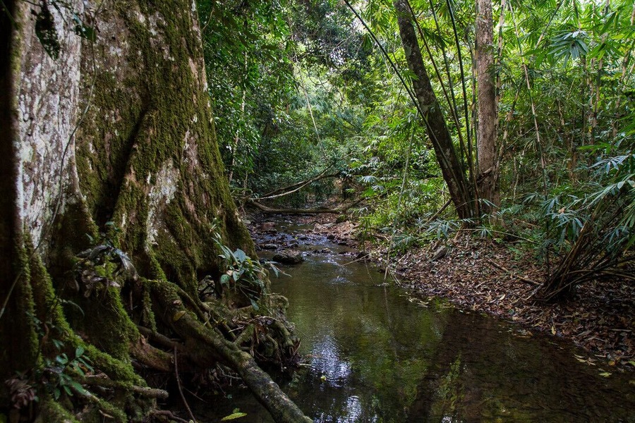 Somewhere in the middle of Kaeng Krachan National Park, in Petchaburi Province, Thailand 🇹🇭. The nature trail is quite a pretty one, though it crosses the same little stream about six times, so it’s wise to wear waterproof boots! You pass some massive buttress-root trees along the way. That wall on the left of the photo isn’t a wall - it’s a tree!
#LifeAtExpediaGroup
