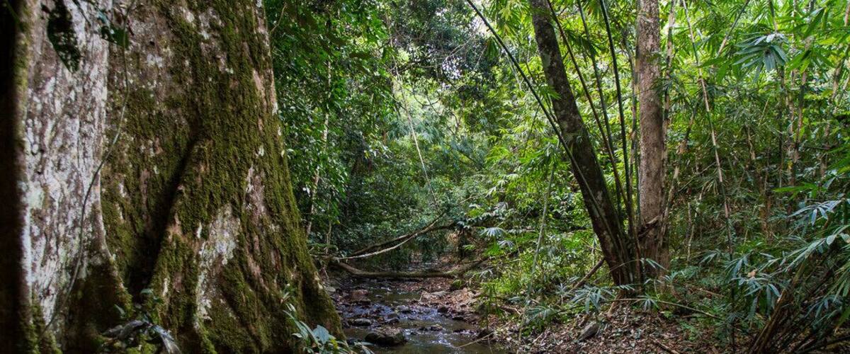 A forest stream surrounded by dense vegetation and a large tree with moss.