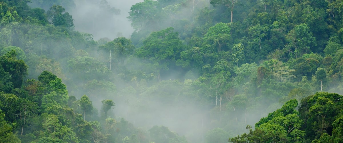 morning fog in dense tropical rainforest, kaeng krachan, thailand