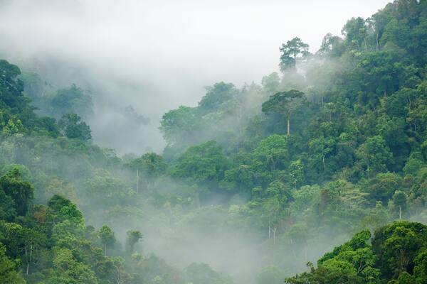 morning fog in dense tropical rainforest, kaeng krachan, thailand
