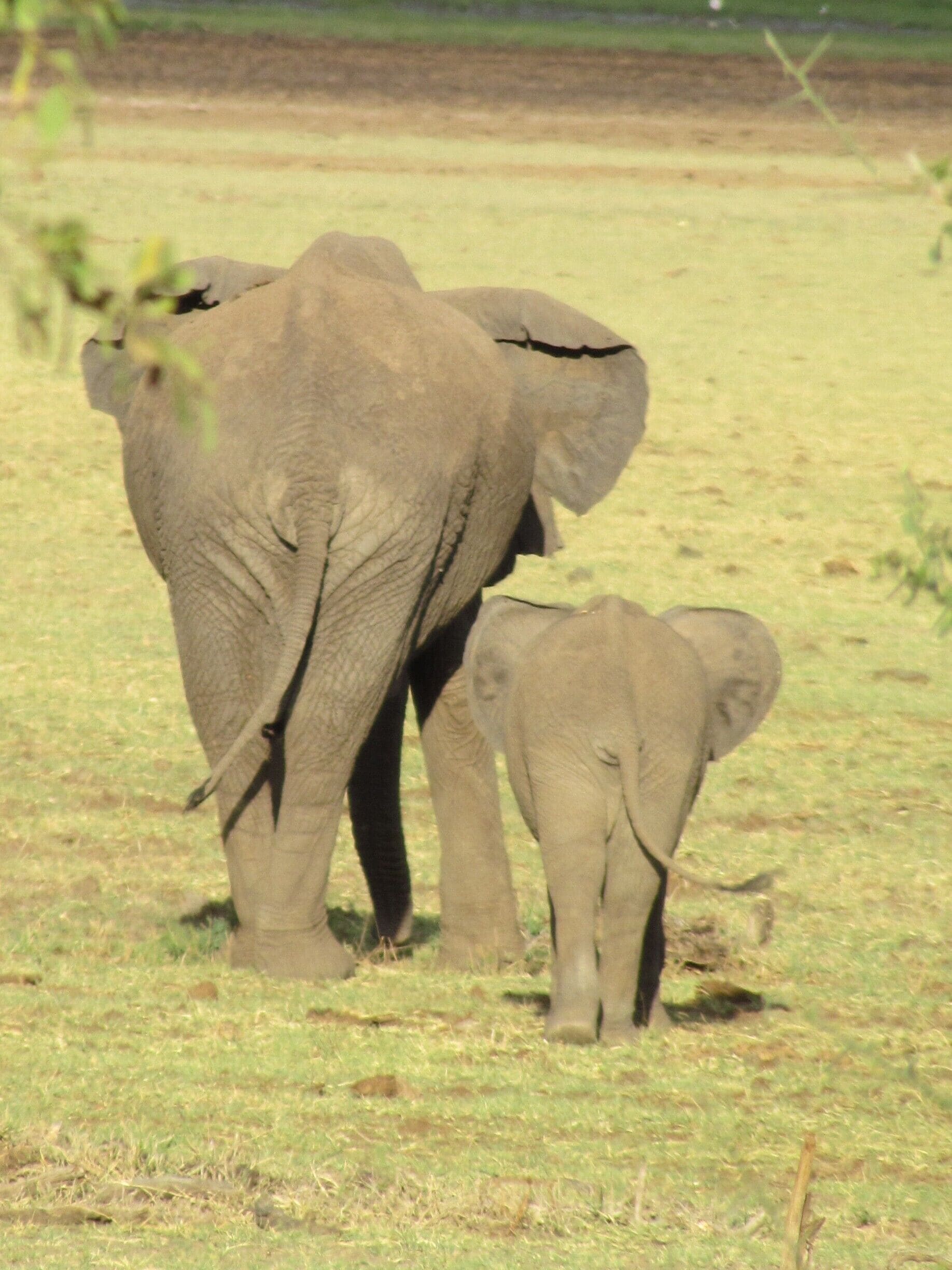 We saw the elephants on our first evening game drive.  I could have died!  Amazing!  Just how you dream it will be!