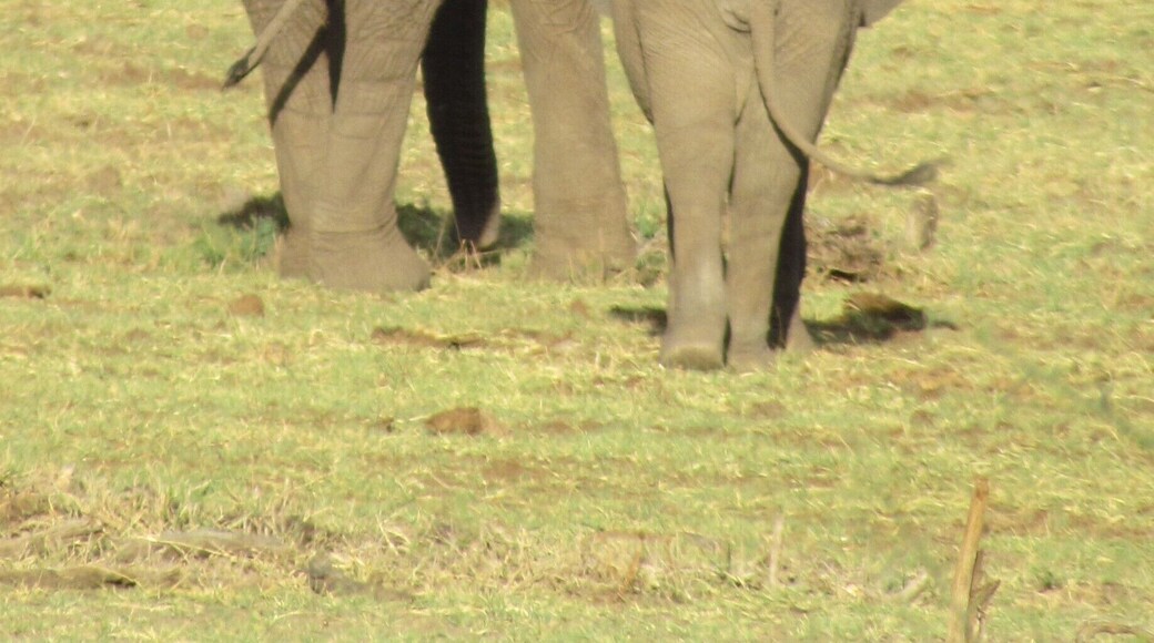 We saw the elephants on our first evening game drive. I could have died! Amazing! Just how you dream it will be!