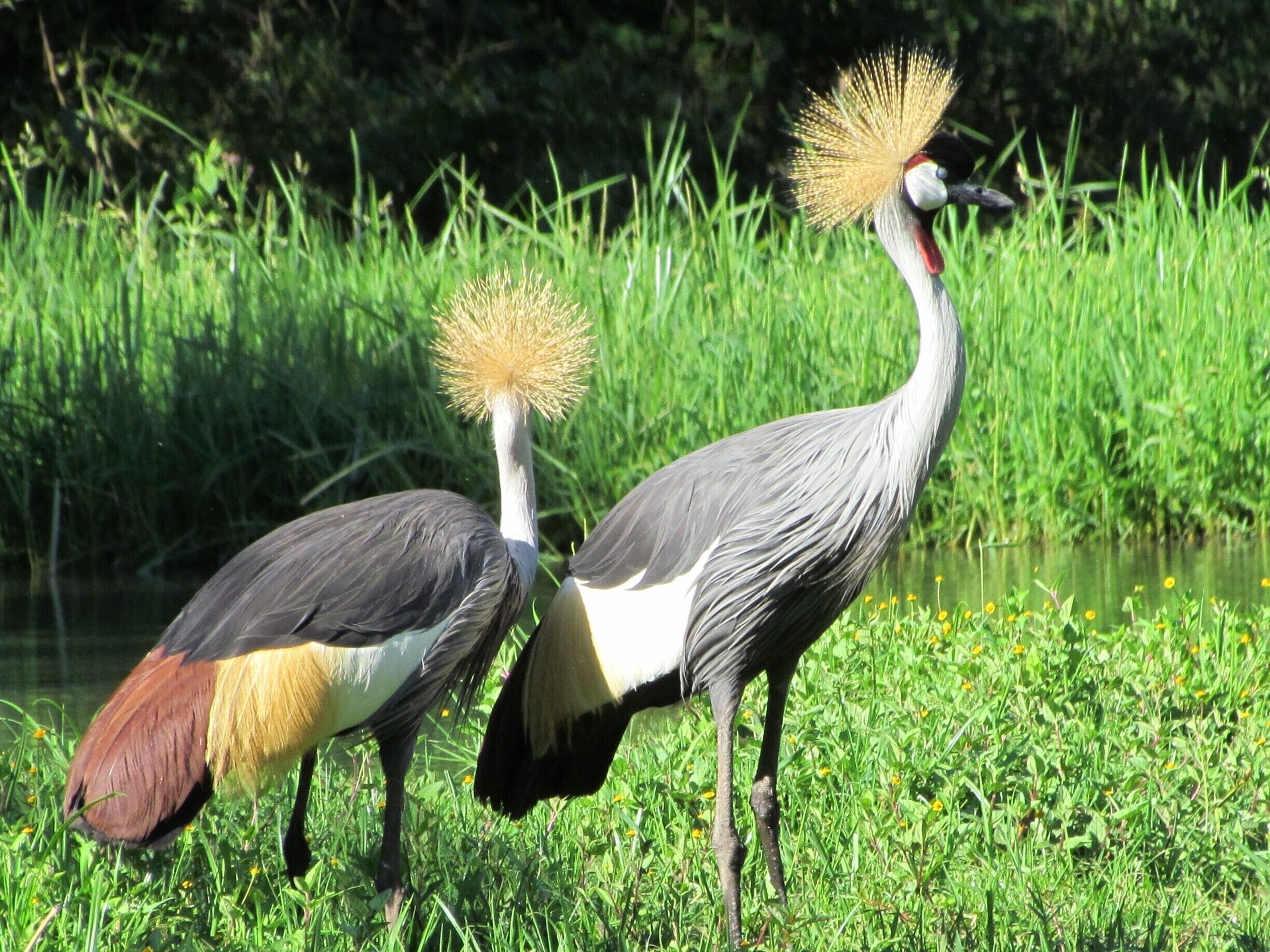 Our first night we stayed at Mount Meru Game Sanctuary.  It's a neat place because you get your first sightings of wildlife and you get psyched for what's next.  Plus, was a nice reward for 48 hours of travel to get their.