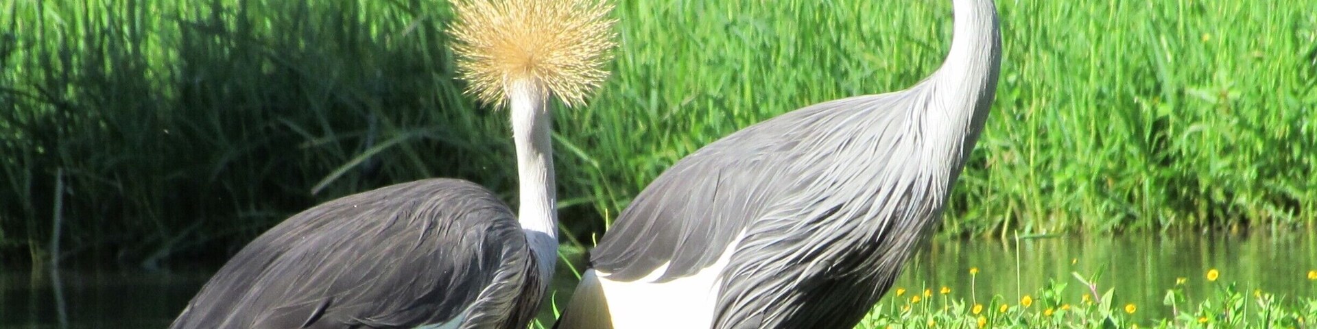 Dos aves con plumajes llamativos de cresta en un área cubierta de pasto cerca del agua.