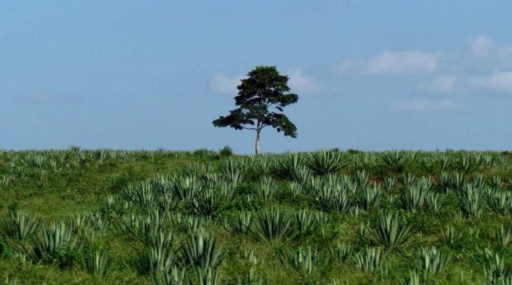 Near Tanzania, driving along the main road
# green photo