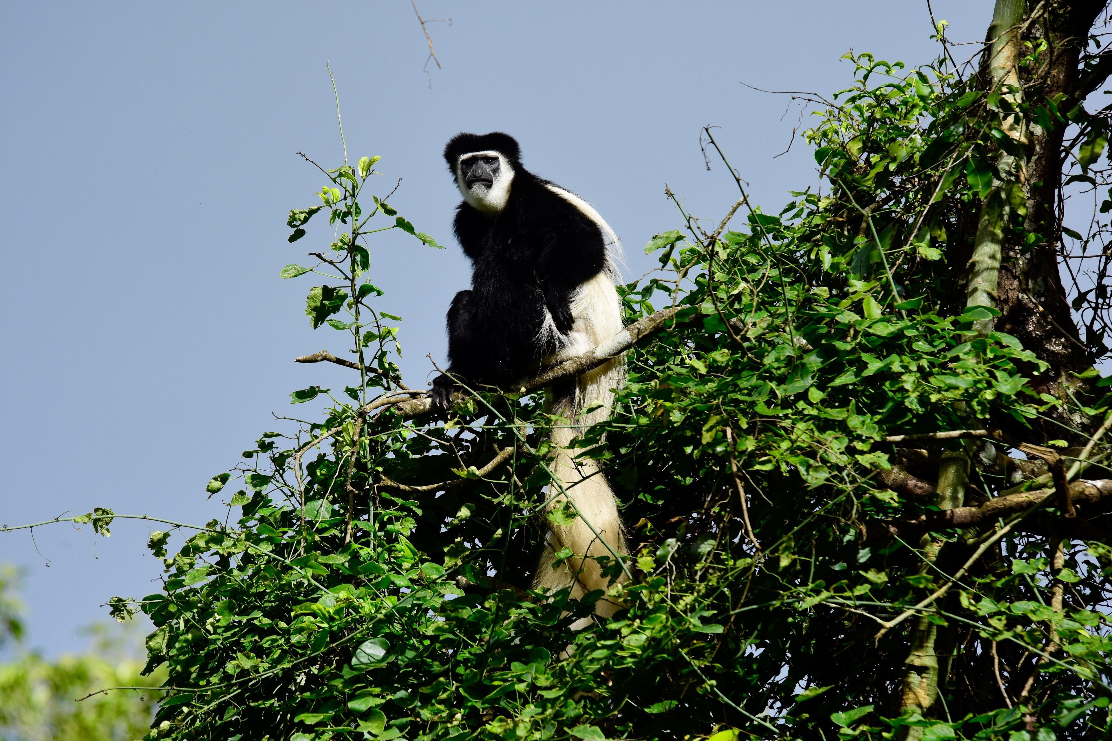 The Colobus monkey is among the most striking animals in Arusha National Park and one of those creatures whose grave and serious demeanor, radiates a sense of wisdom. Always like photographing them.