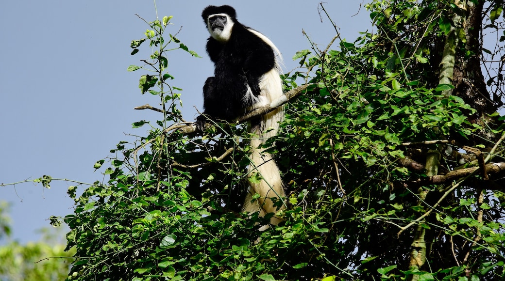 The Colobus monkey is among the most striking animals in Arusha National Park and one of those creatures whose grave and serious demeanor, radiates a sense of wisdom. Always like photographing them.