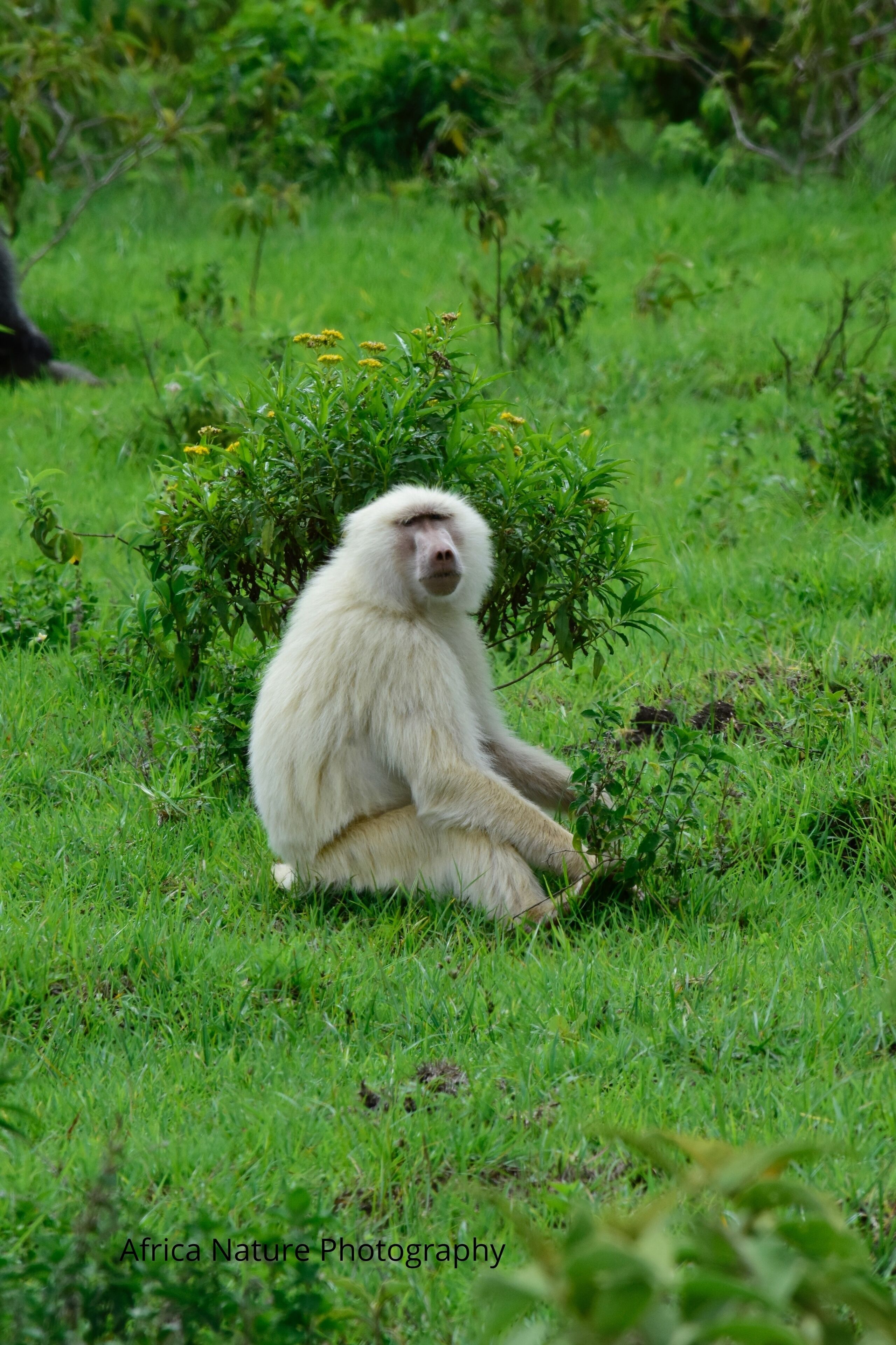 Un primate blanco sentado sobre hierba rodeado de vegetación.