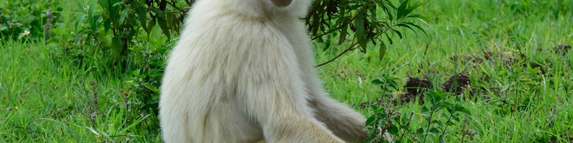 A white primate sitting on grass surrounded by greenery.