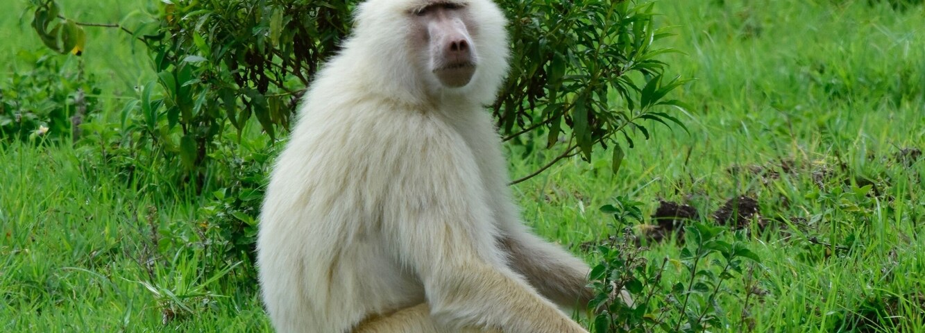 Un primate blanco sentado sobre hierba rodeado de vegetación.