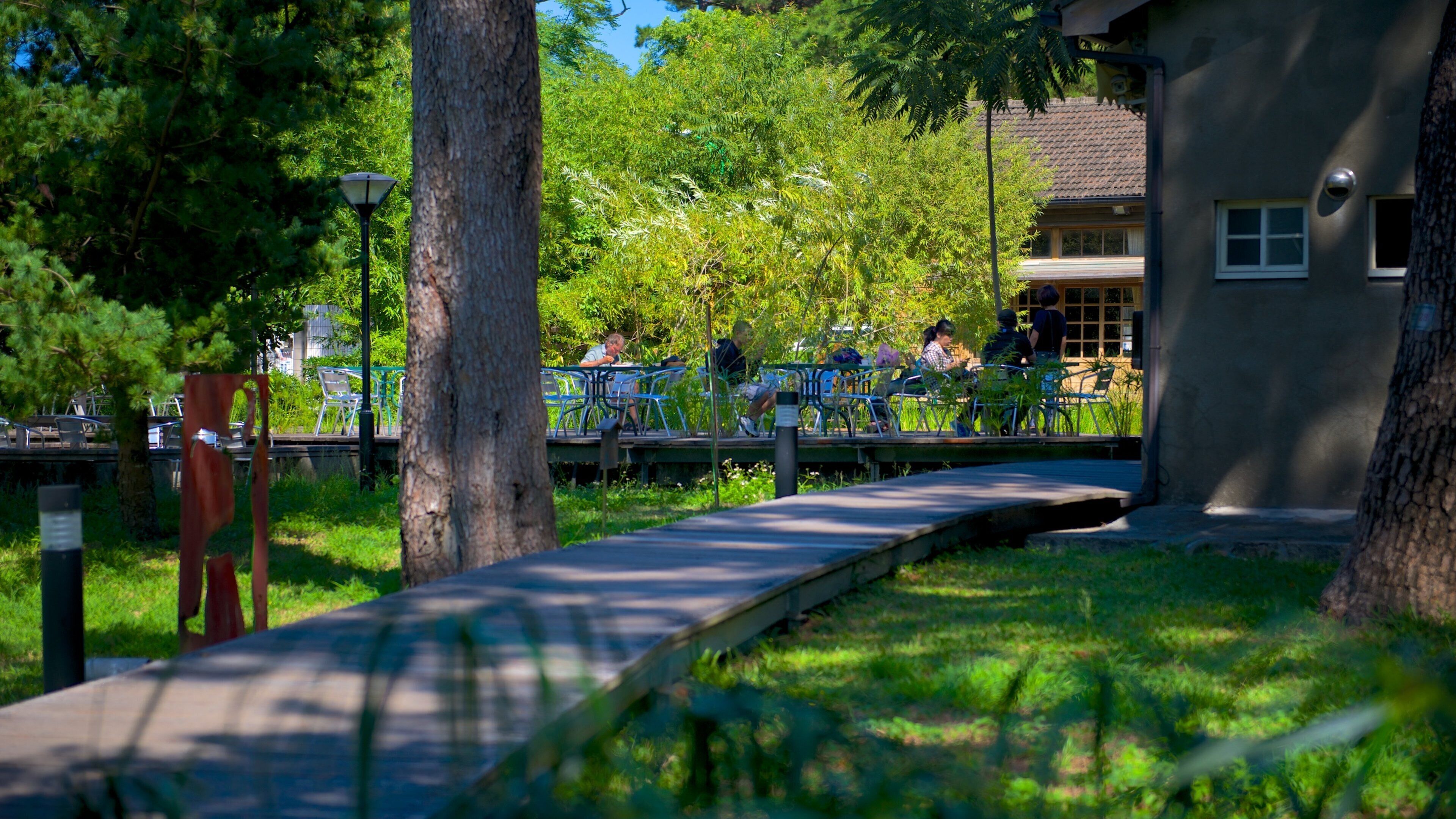 Jardín de pinos que incluye un jardín