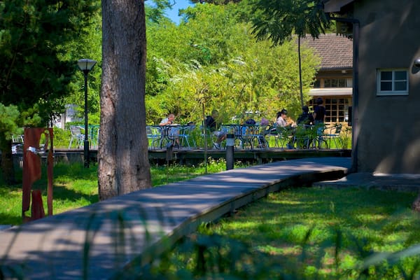Jardín de pinos que incluye un jardín