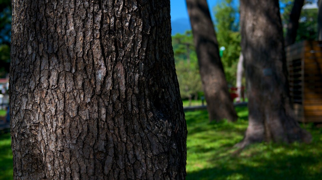 Pine Garden mettant en vedette parc