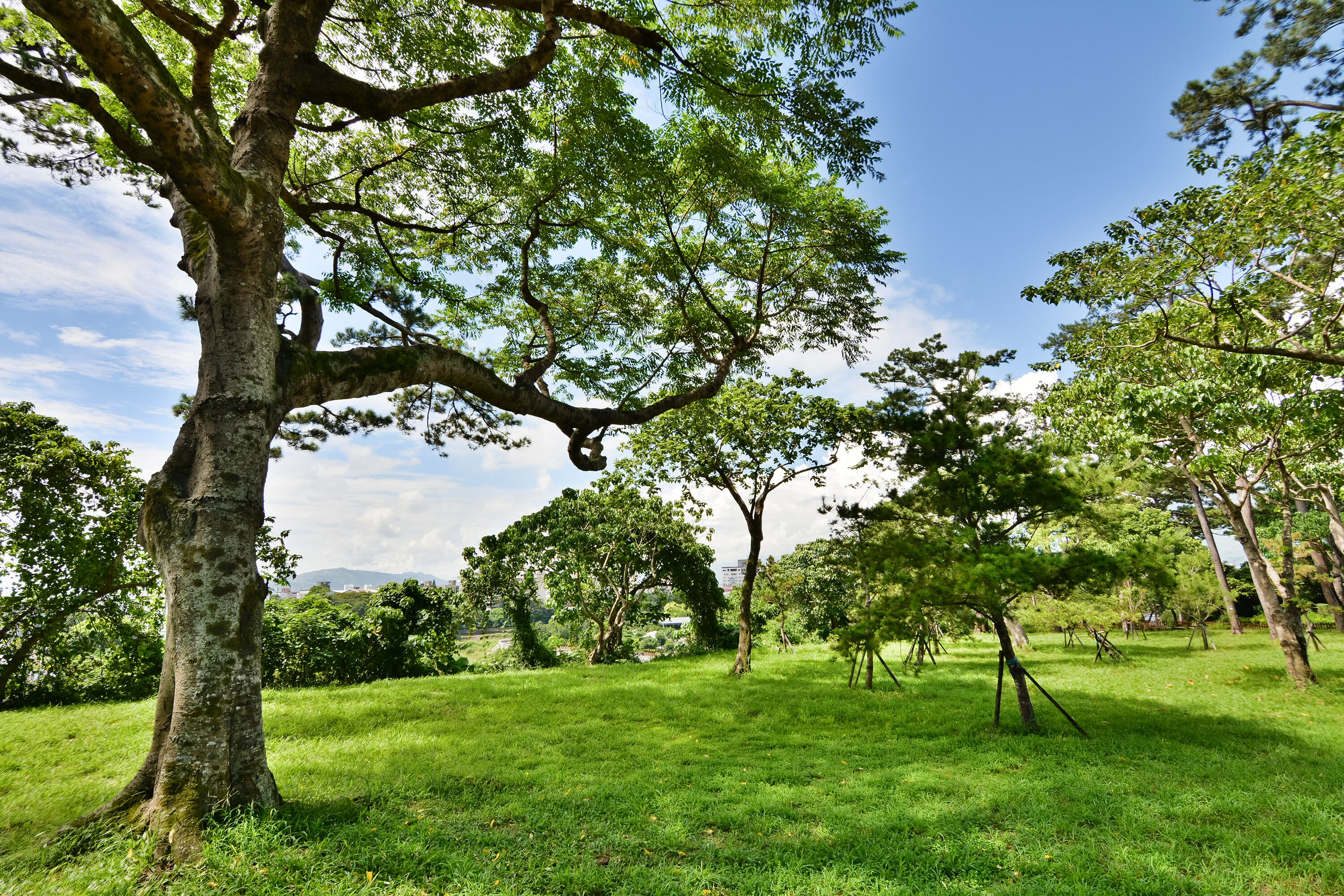 Pine garden, Hualien, Taiwan, Asia