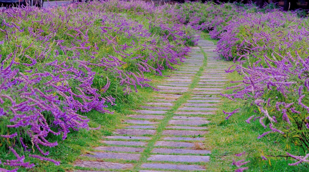 Rừng Hoa oải hương