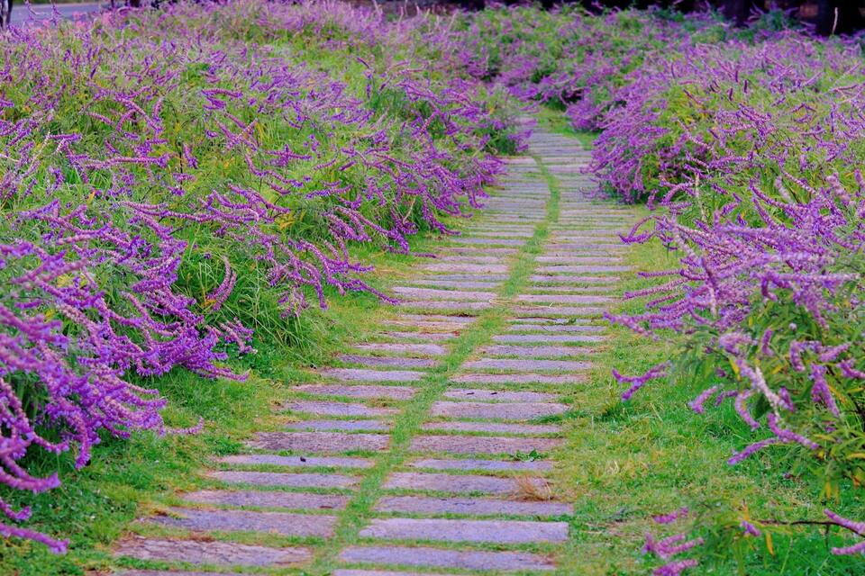 A stone pathway flanked by purple heather plants.