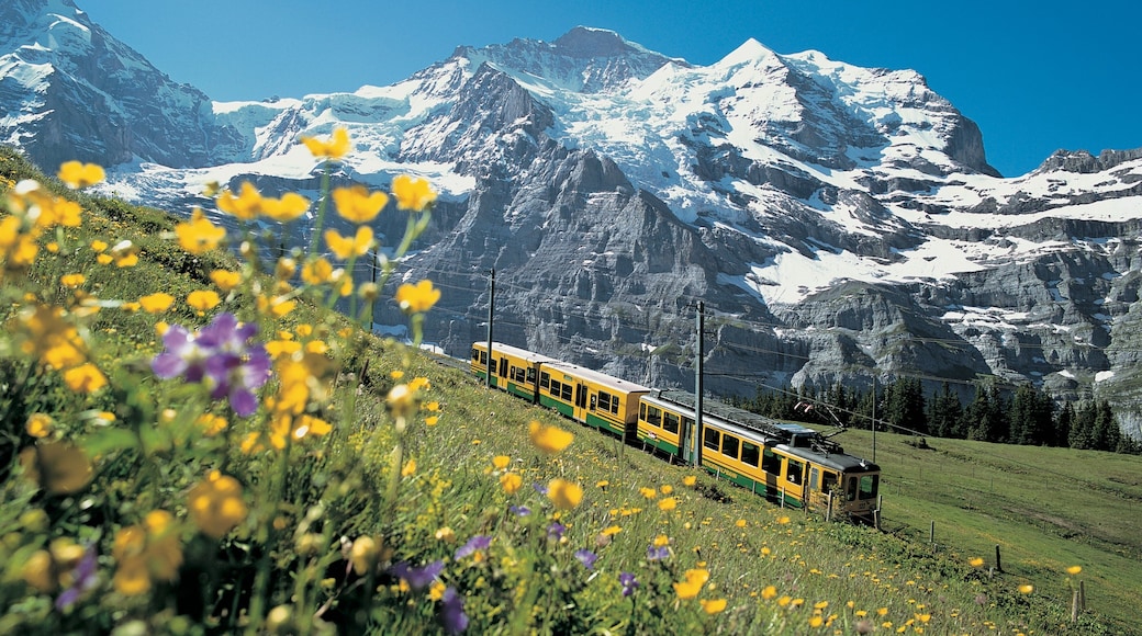 Jungfraujoch ofreciendo montañas, artículos de ferrocarril y flores silvestres