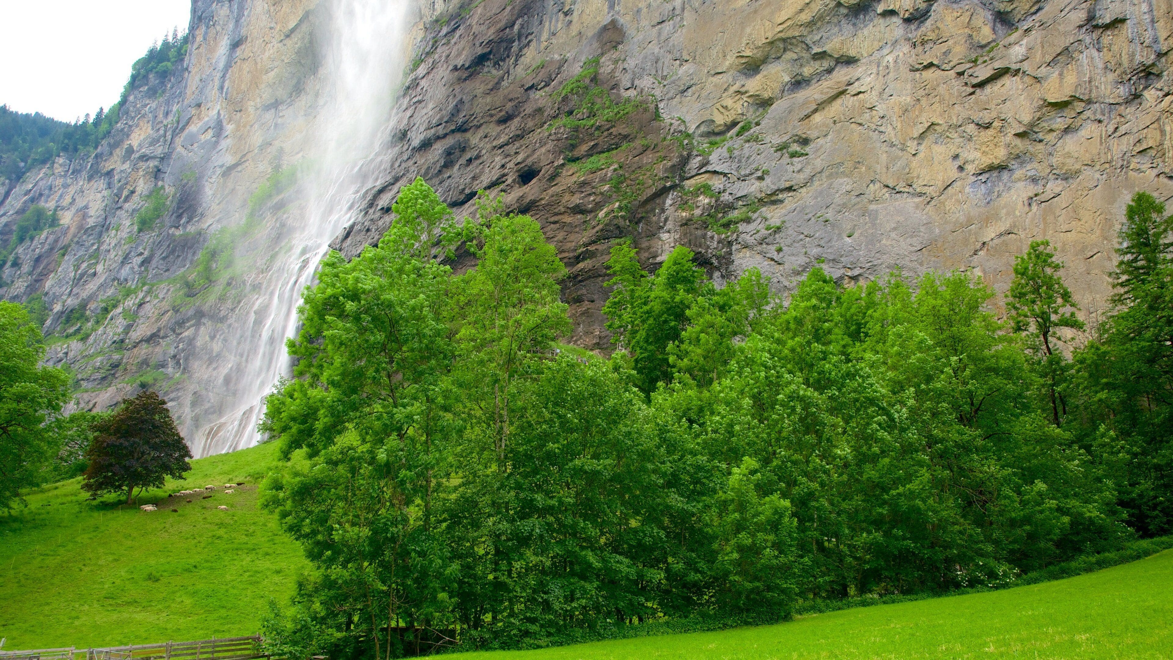 Lauterbrunnen showing forests