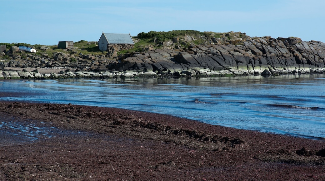 Seaweed on sandy beach in Skrea, Falkenberg, Sweden in June.