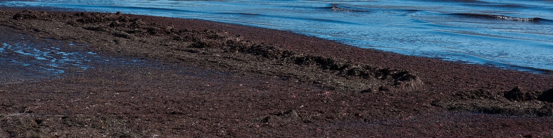 Seaweed on sandy beach in Skrea, Falkenberg, Sweden in June.