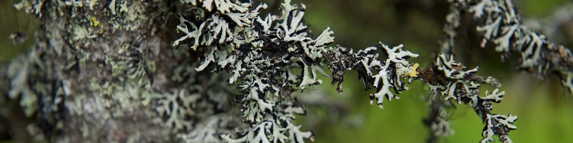 Parque Nacional de Muddus