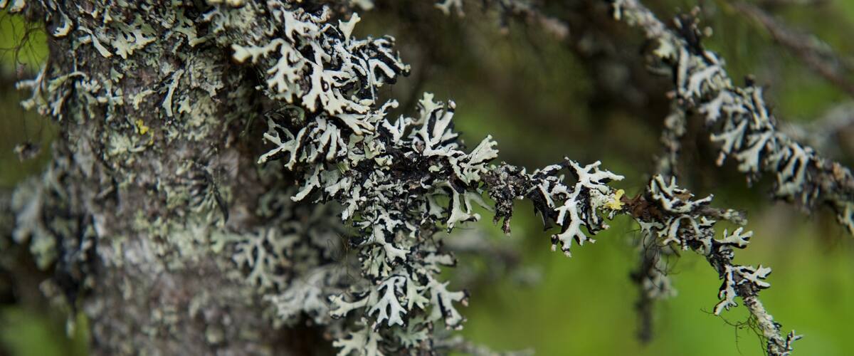 A tree with lichen growth.