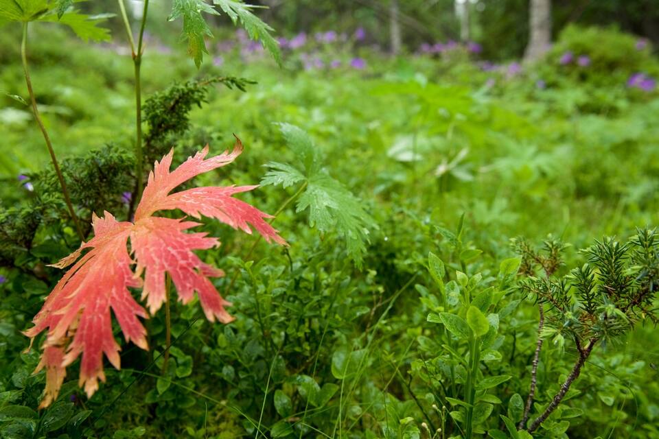 Un bosque verde exuberante con variedad de plantas, incluyendo una llamativa hoja de arce rojo.