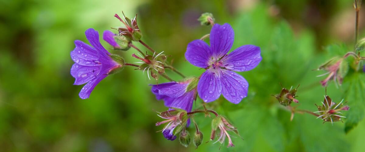 Muddus National Park which includes flowers