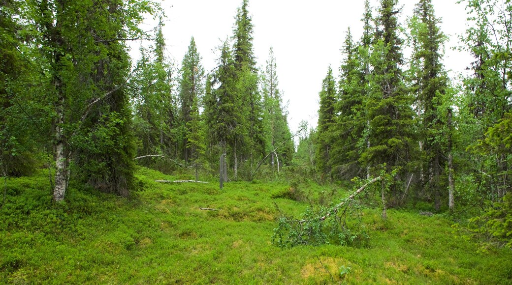 Parque Nacional de Muddus que inclui florestas
