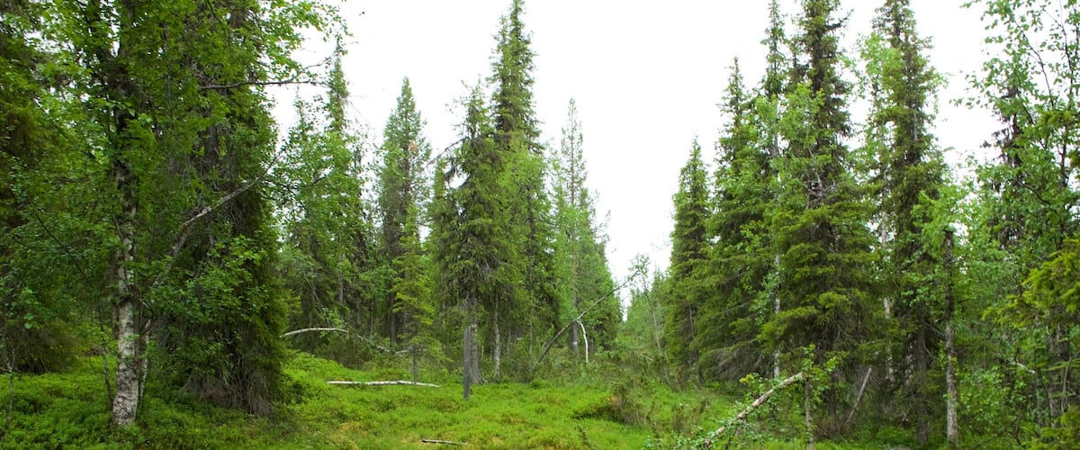 Parc national de Muddus