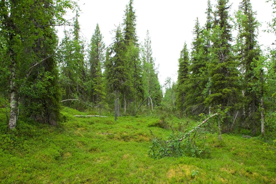 En tät skog med höga barrträd och en gräsbevuxen mark.