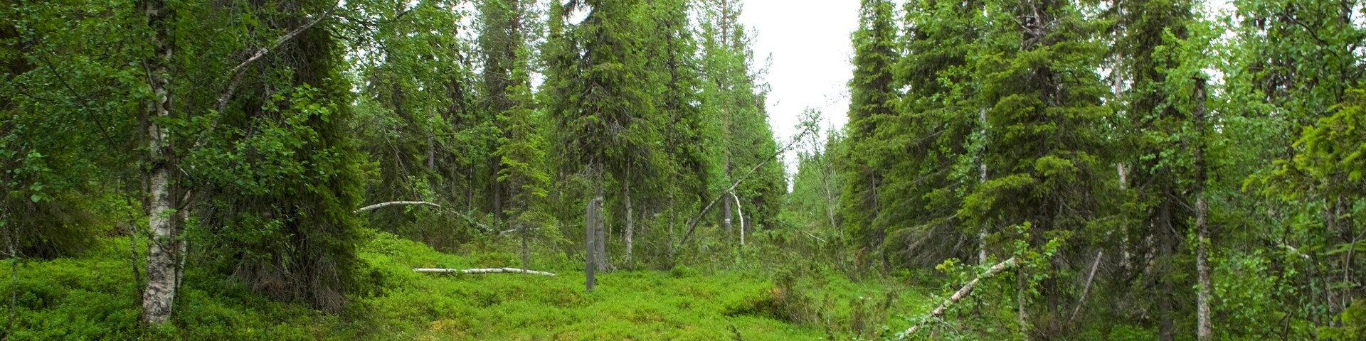 Muddus National Park which includes forest scenes