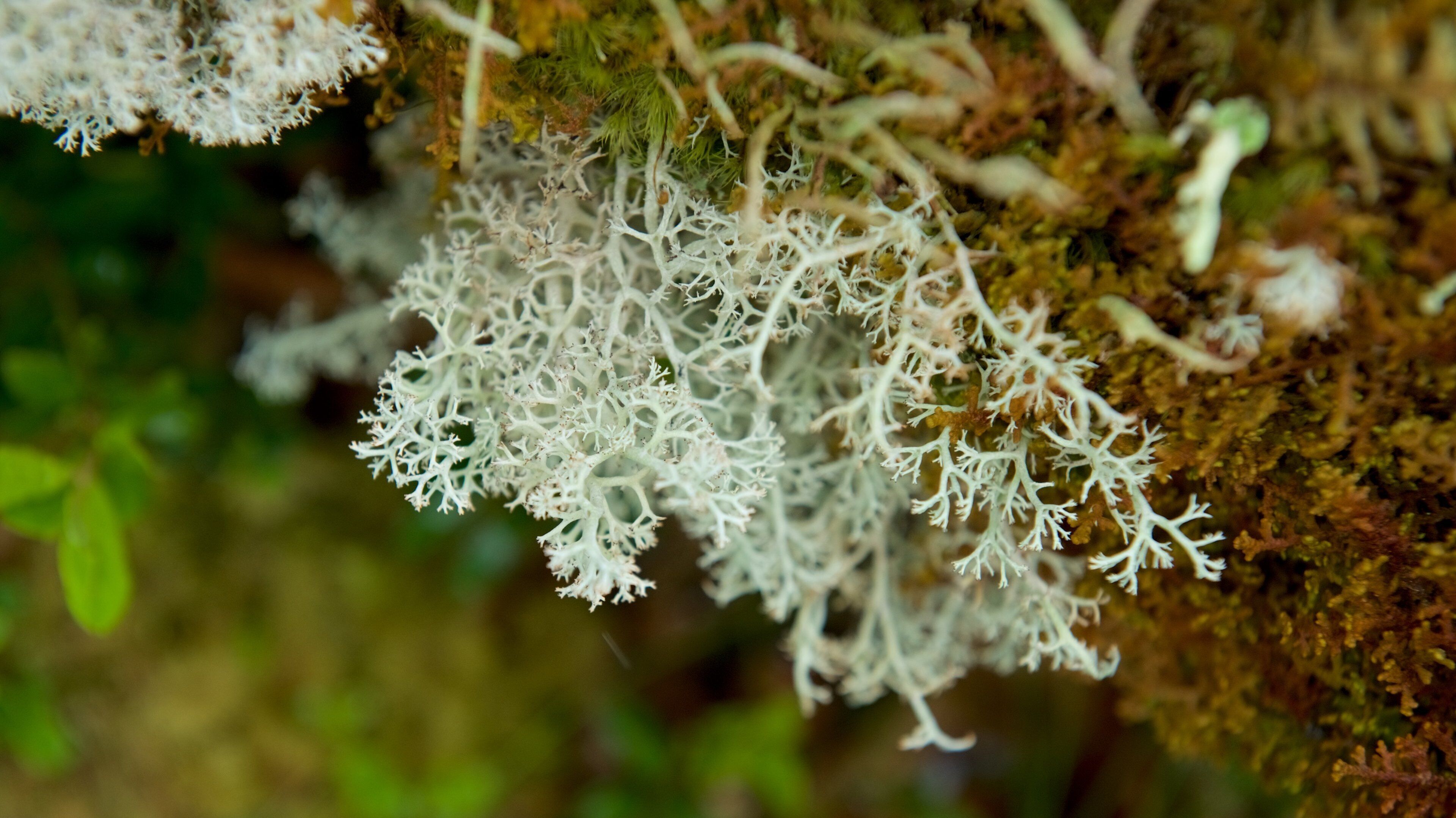 Parque Nacional de Muddus