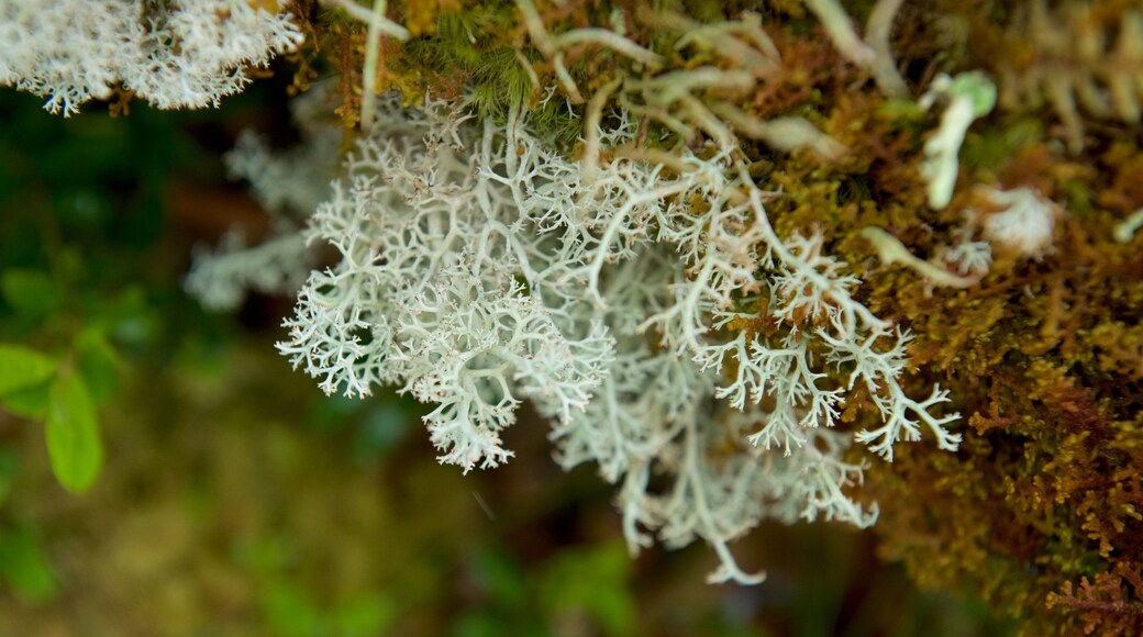 Parque Nacional de Muddus