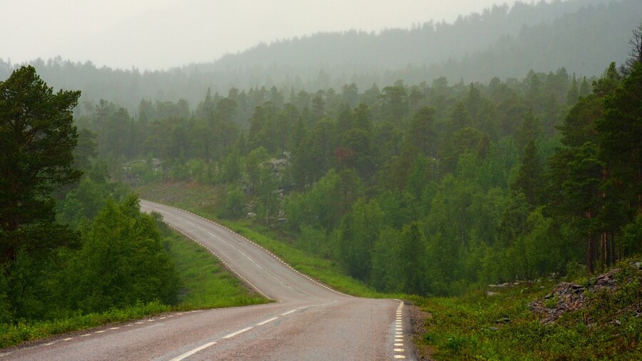 Stora Sjofallet National Park which includes forest scenes