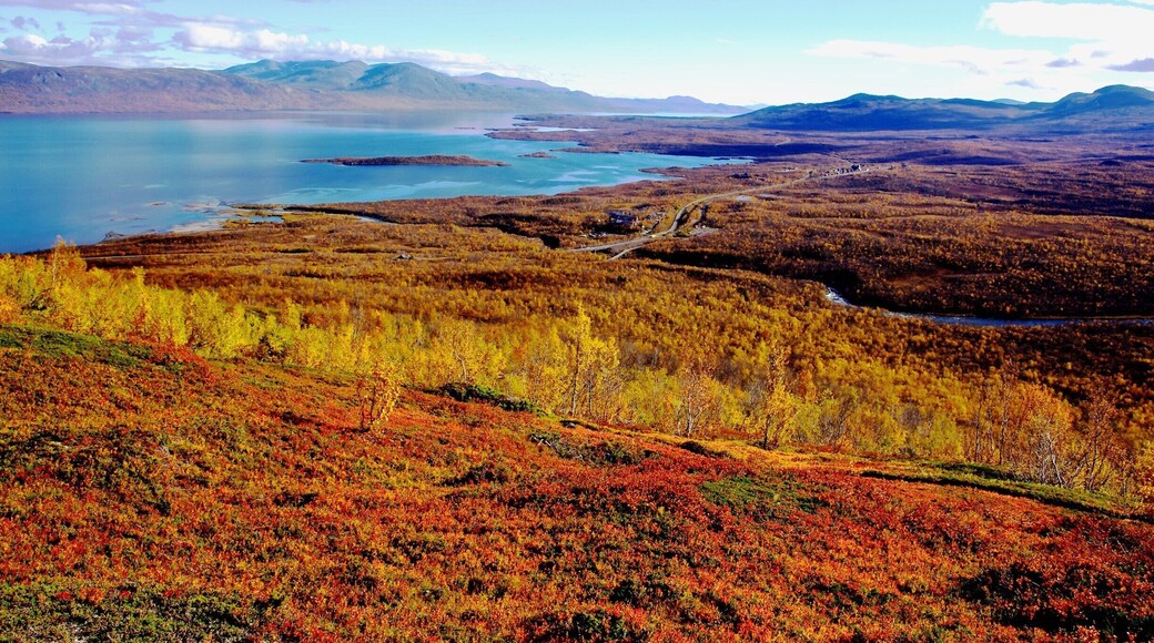 Abisko National Park , Sweden
The leaves are turning yellow and red in September.