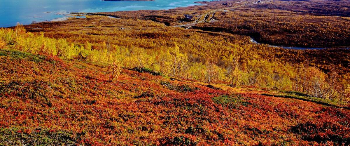 Abisko National Park , Sweden
The leaves are turning yellow and red in September.