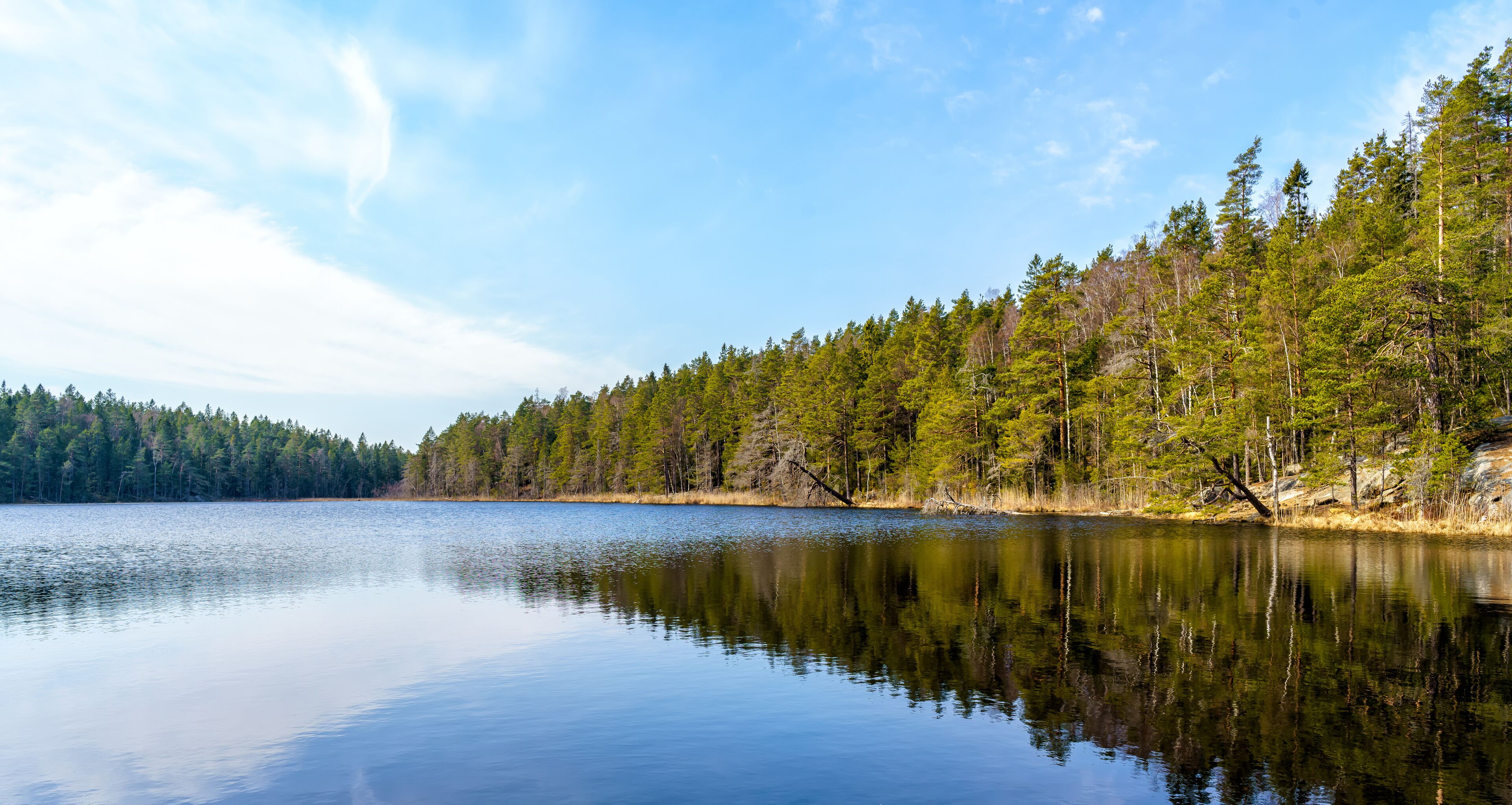 A calm lake surrounded by dense forest.