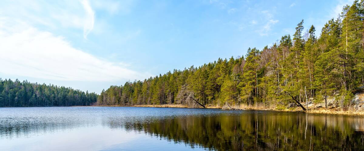 A calm lake surrounded by dense forest.