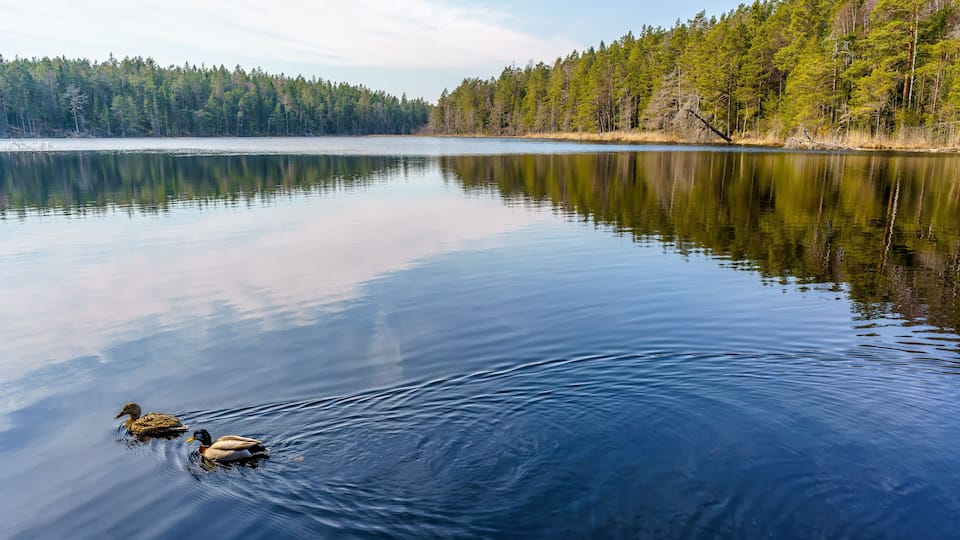A calm lake with two ducks swimming, surrounded by dense forest.