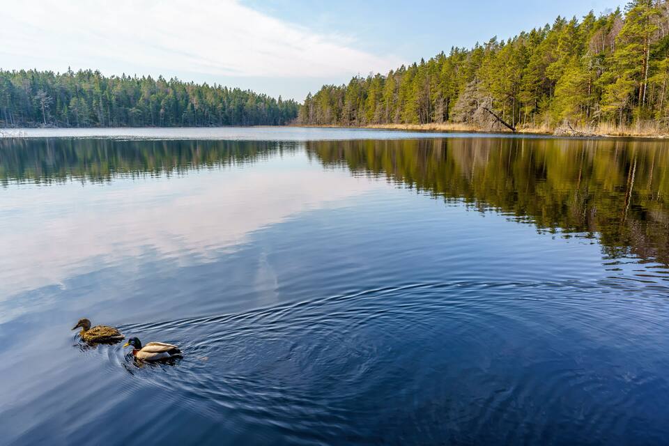 A calm lake with two ducks swimming, surrounded by dense forest.