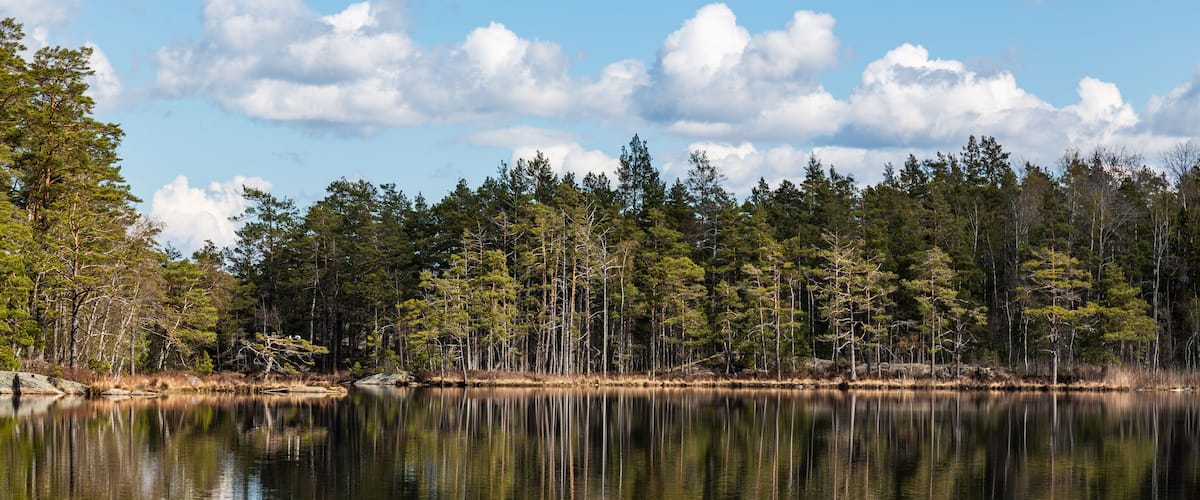 Beautiful Scandinavian nature. Tyresta National Park. Sweden
