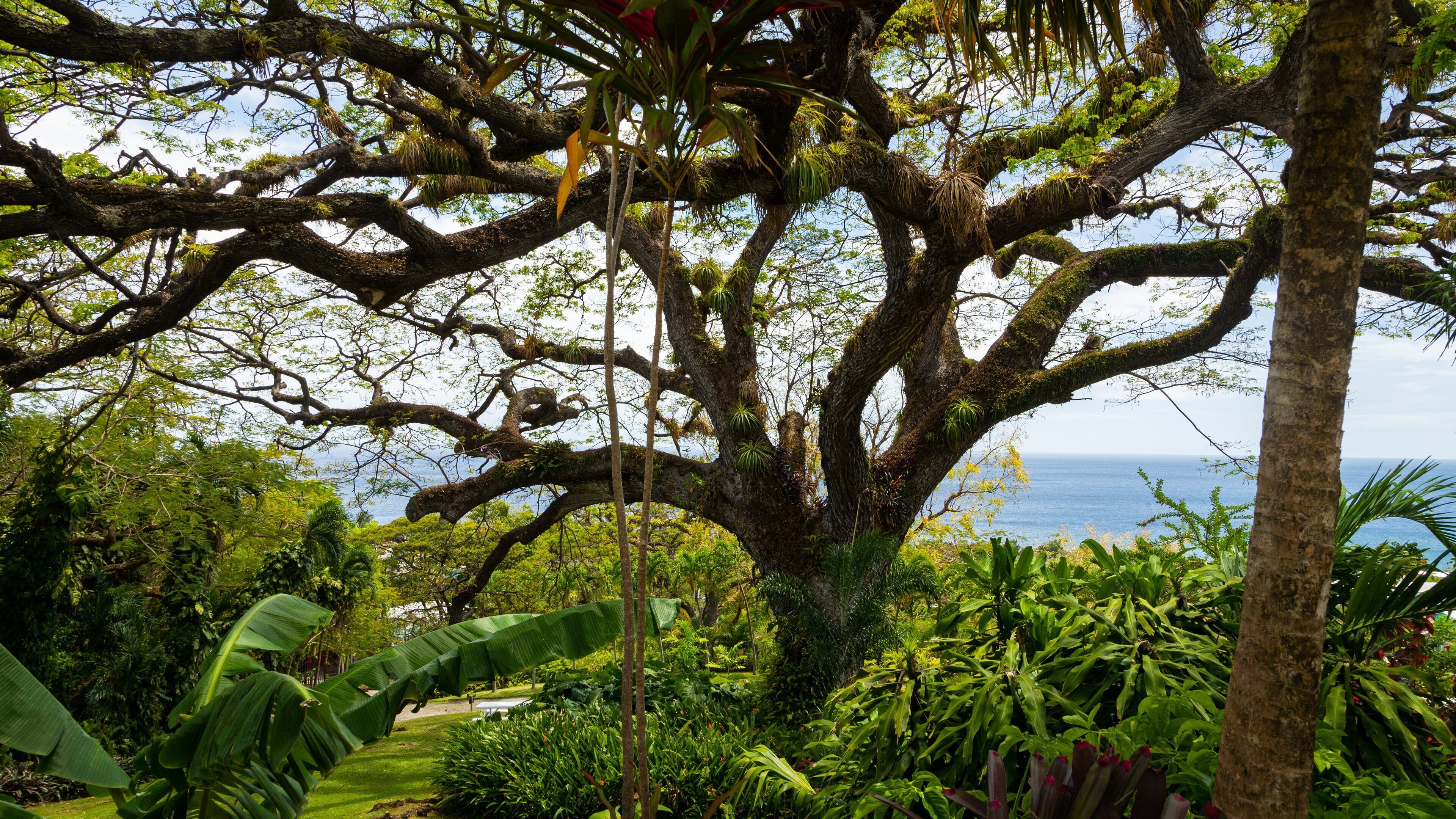 Romney Manor which includes a garden